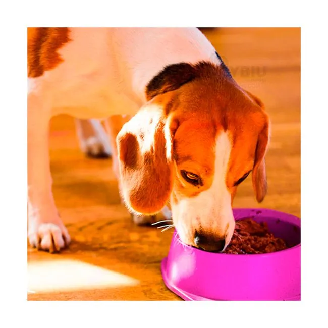 round Shaped food bowl Pet Plastic food bowl (Random Color) 8 inch - Image 2