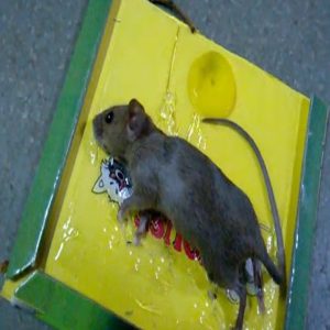 Reusable Expert Mouse & Rat Glue Trap  Heavy Duty, Strong Adhesive, Pre-Baited, Non-Toxic, Odorless, Child-Safe Pest Control for Rodents, Insects, and Bugs